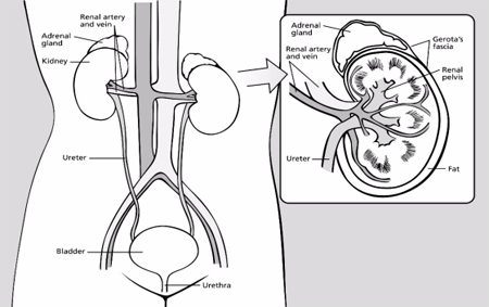 Diagram of the urinary system with close-up of the kidney